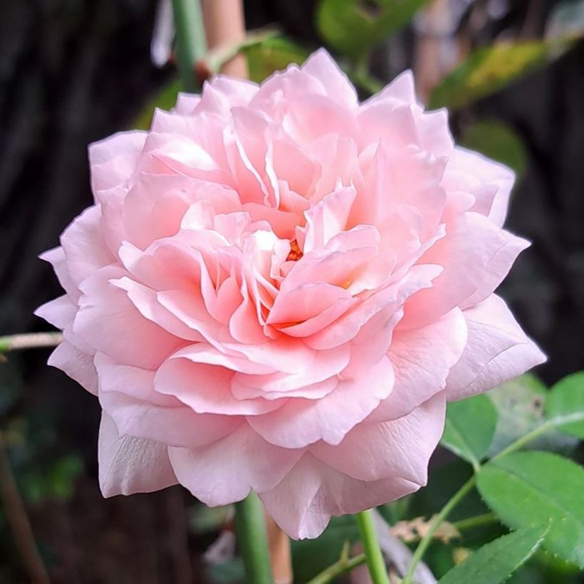 Rosa Catherine Meurisse - Trosroos (Bloei)