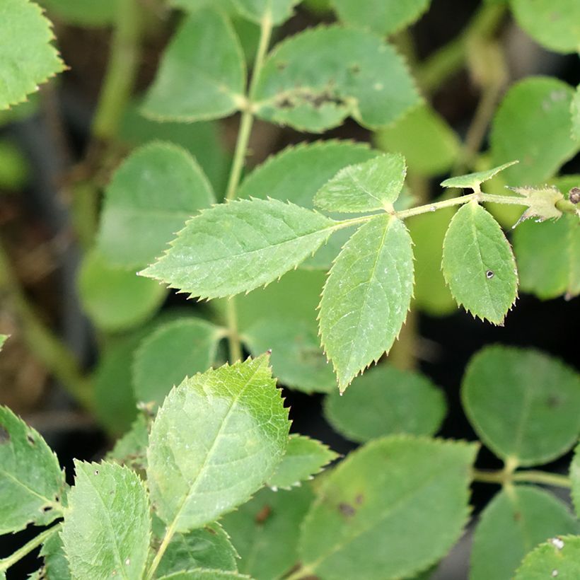Rosa Comtesse André d'Oultremont - Muskusroos (Blad)