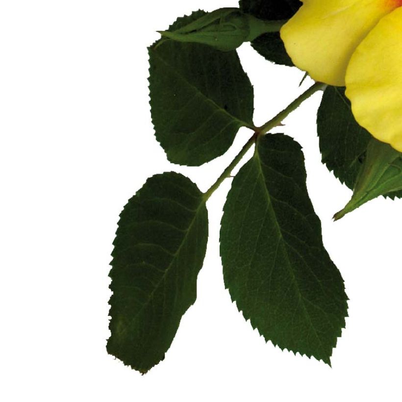 Rosa Cyrus - Struikroos (Blad)