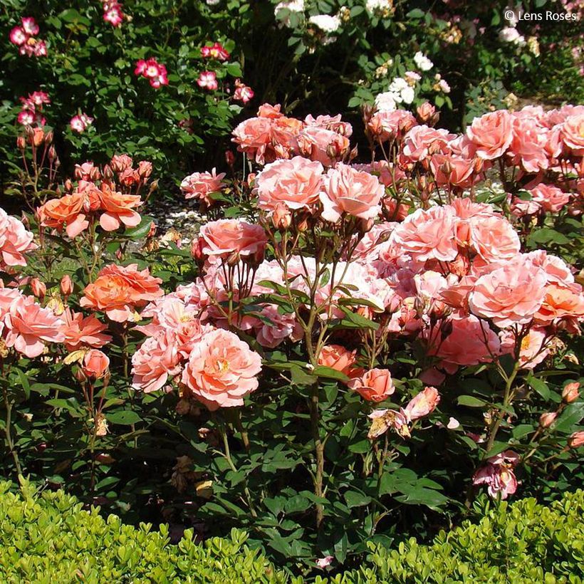 Rosa Favorite - Trosroos (Groeiplaats)