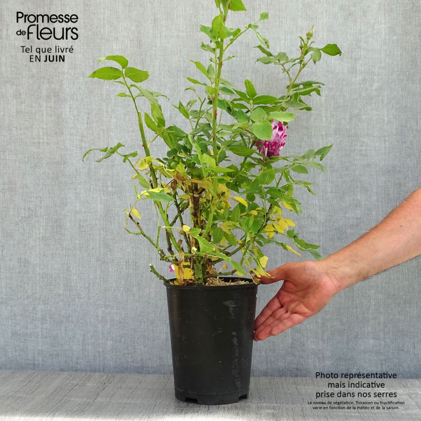 Example of Rosa Fizzy Lady - Trosroos Pot van 4 l/5 l as you get in printemps