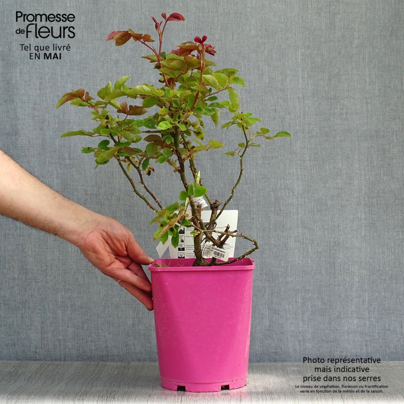 Exemplaar van Rosa Folle Courtisane - Trosroos Pot van 4 l/5 l zoals geleverd in de lente