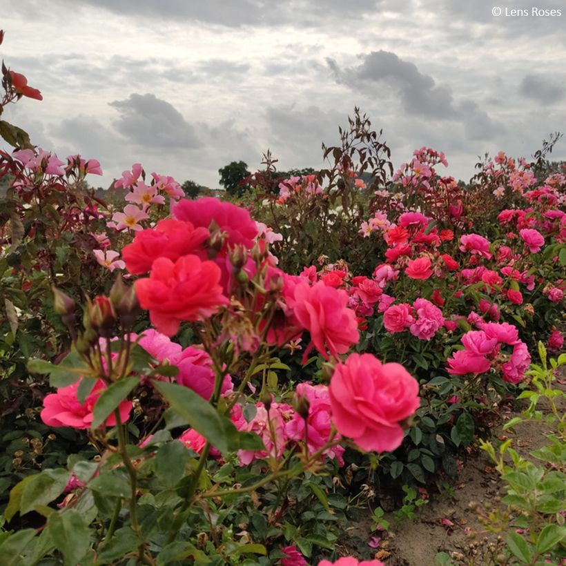 Rosa Folle Framboise - Trosroos (Groeiplaats)