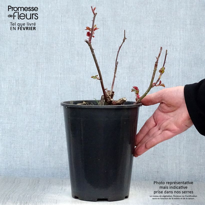 Exemplaar van Rosa Fragrant Delight - Trosroos Pot van 2 l/3 l zoals geleverd in de winter