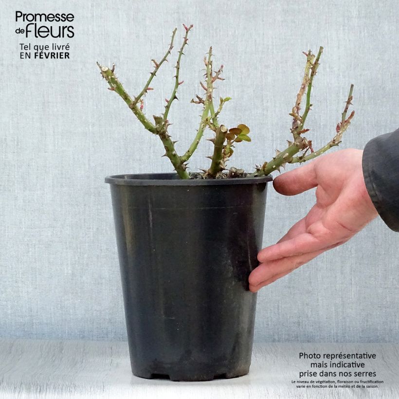 Exemplaar van Rosa Tatton - Trosroos Pot van 4 l/5 l zoals geleverd in de winter