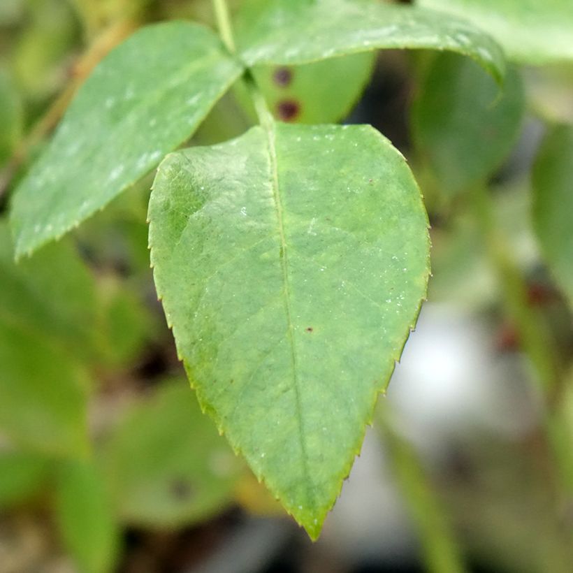 Rosa Garance - Trosroos (Blad)