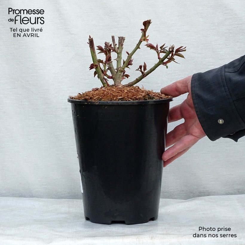 Example of Rosa Garden of Roses - Trosroos Pot van 4 l/5 l as you get in printemps