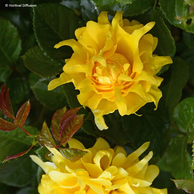 Rosa Golden Lady Ruffles - Trosroos (Bloei)