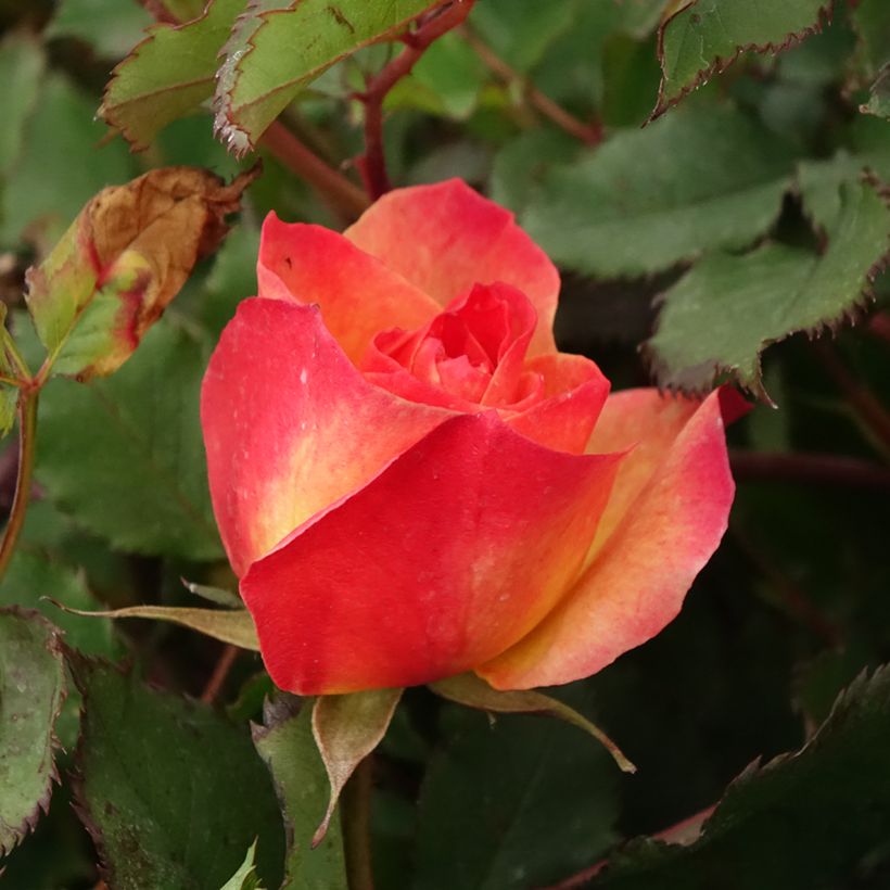 Rosa Hedge Charmers - Trosroos (Bloei)