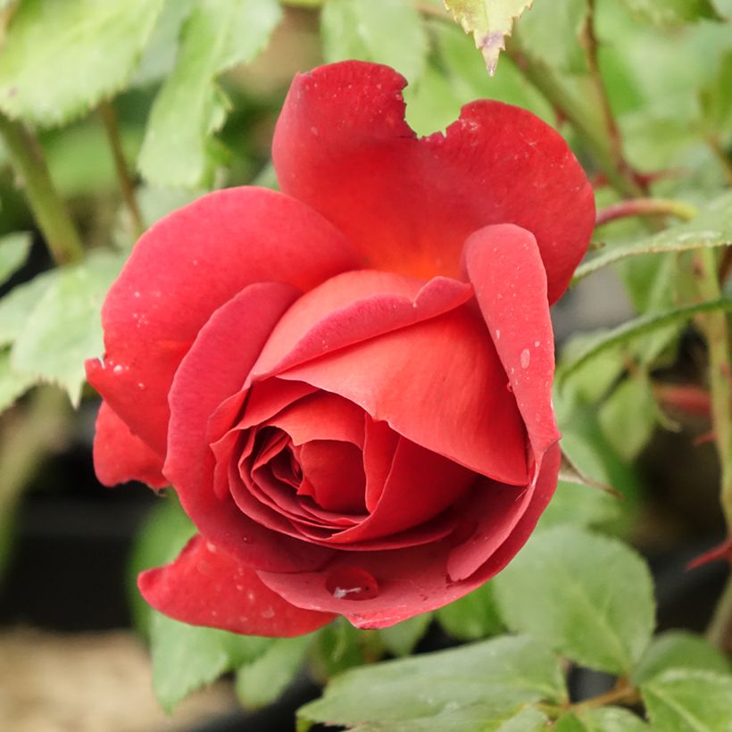 Rosa Hot Cocoa - Trosroos (Bloei)