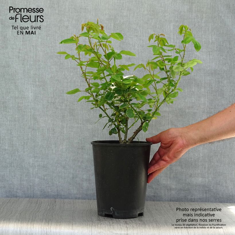 Example of Rosa Iceberg - Trosroos Pot van 4 l/5 l as you get in printemps