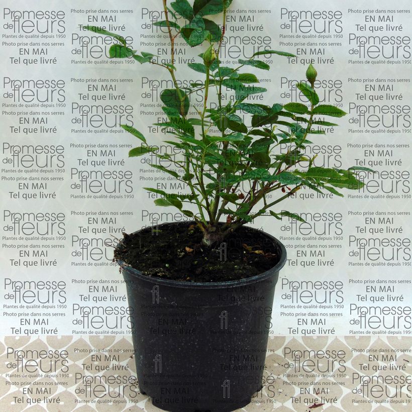 Voorbeeld van een exemplaar van Rosa Irene of Denmark - Trosroos Pot van 2 l/3 l zoals geleverd