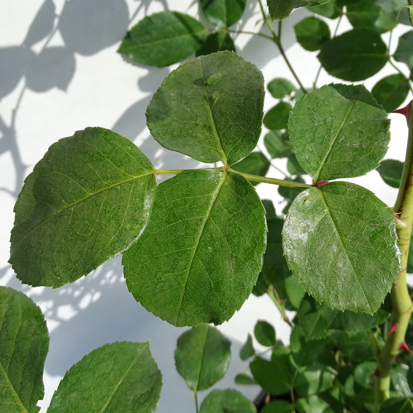 Rosa La Sevillana - Trosroos (Foliage)