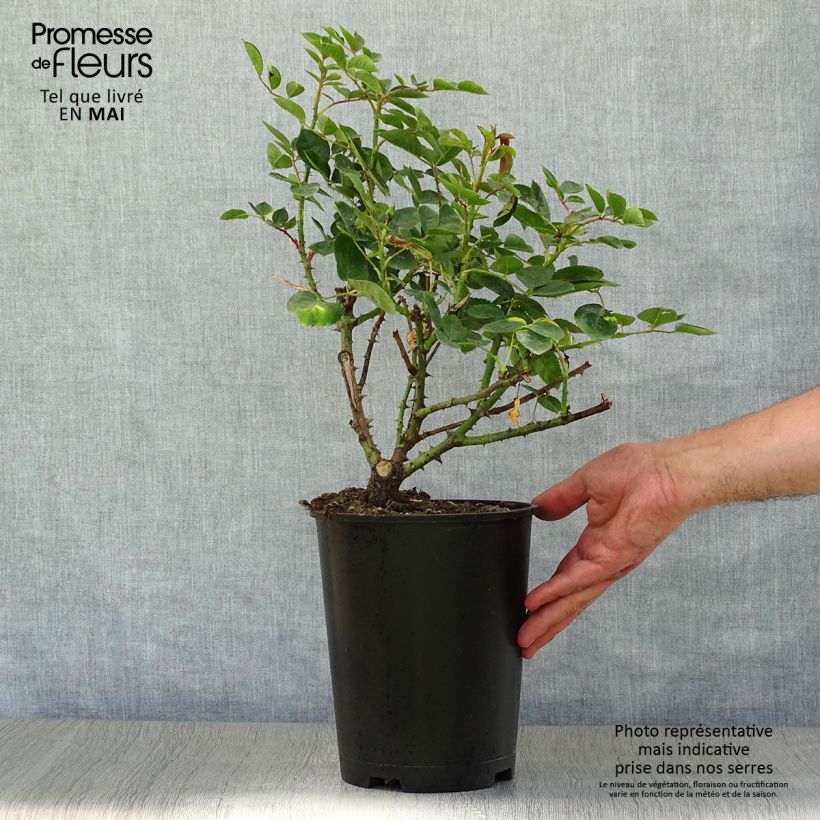 Exemplaar van Rosa Love Song - Trosroos Pot van 4 l/5 l zoals geleverd in de lente