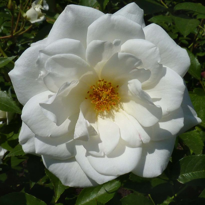 Rosa Maria Mathilda - Trosroos (Bloei)