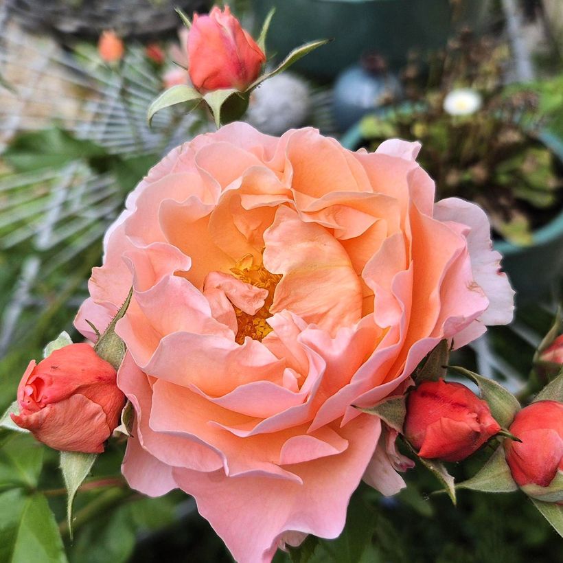 Rosa Marie Curie - Trosroos (Bloei)