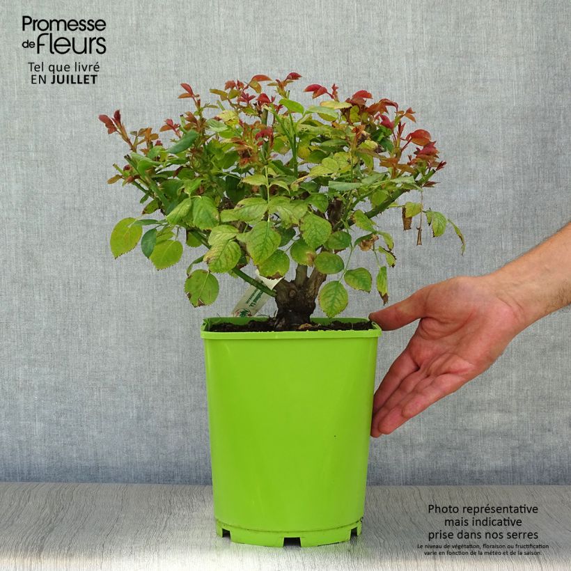 Exemplaar van Rosa Scented Whisper - Trosroos Pot van 4 l/5 l zoals geleverd in de zomer
