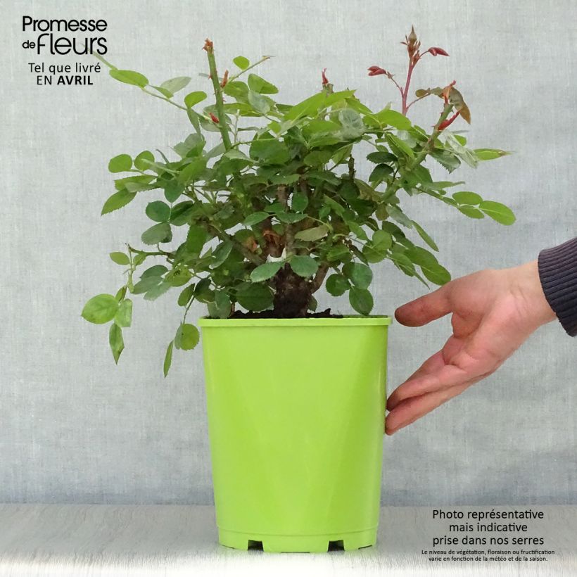 Example of Rosa Scented Whisper - Trosroos Pot van 4 l/5 l as you get in printemps