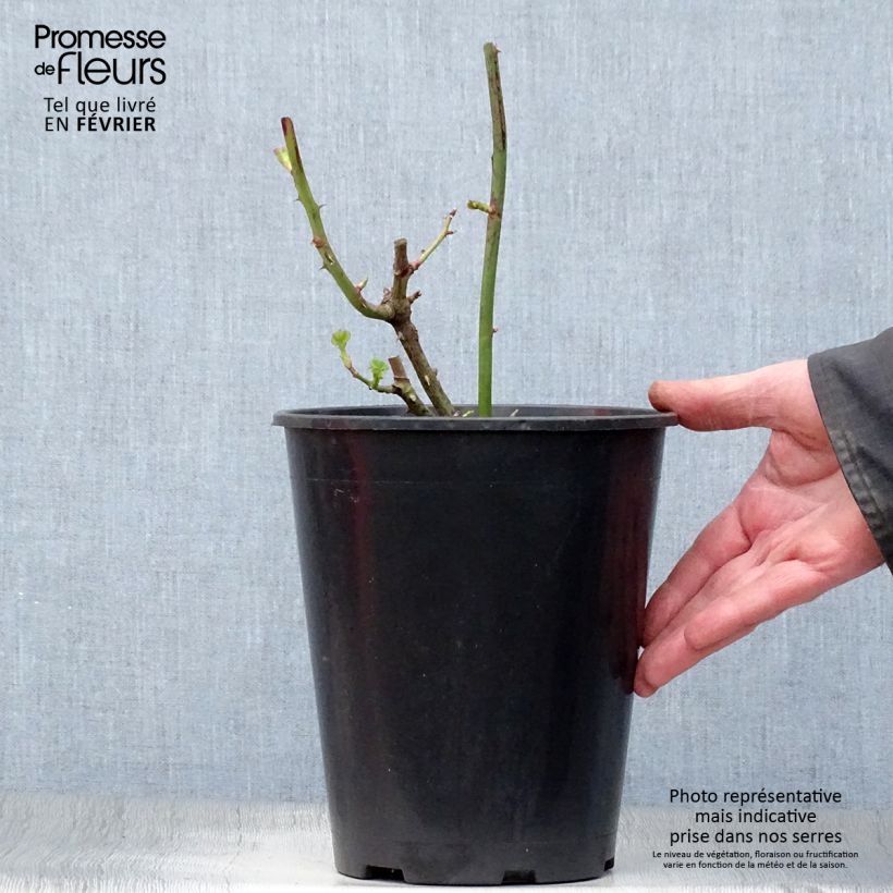Exemplaar van Rosa Minerva - Trosroos Pot van 3 l/4 l zoals geleverd in de winter