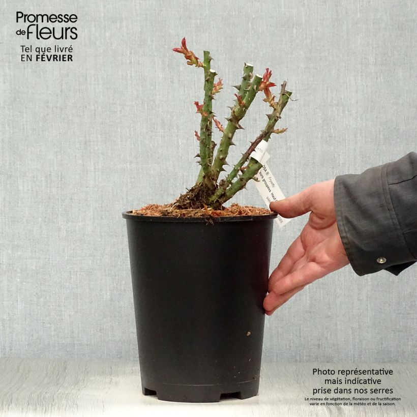 Exemplaar van Rosa Mokarosa - Trosroos Pot van 4 l/5 l zoals geleverd in de winter