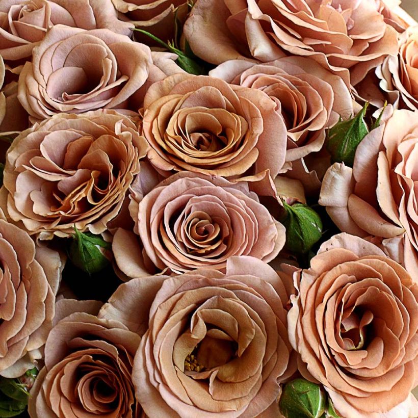 Rosa Mokarosa - Trosroos (Bloei)