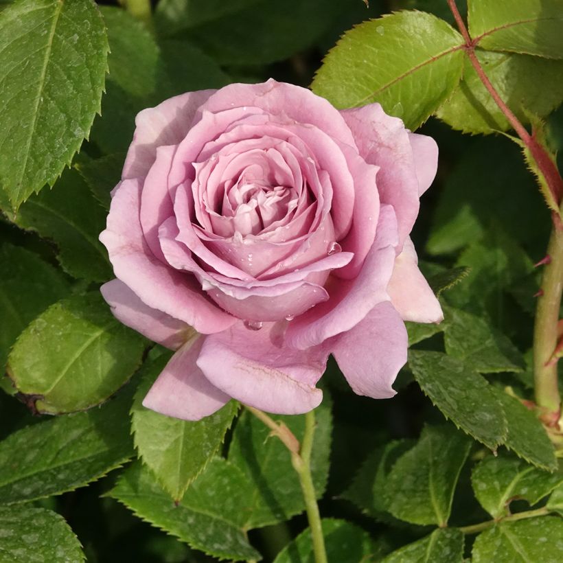 Rosa Novalis - Trosroos (Bloei)