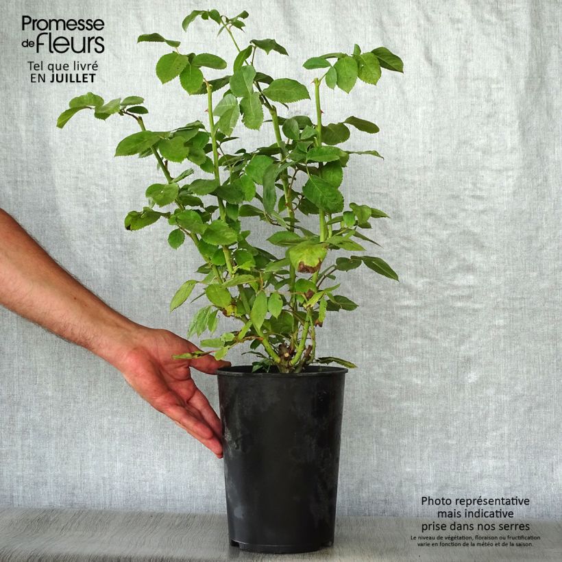 Exemplaar van Rosa Novalis - Trosroos Pot van 4 l/5 l zoals geleverd in de zomer