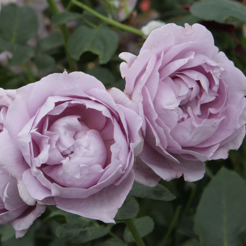 Rosa Novalis - Trosroos (Bloei)