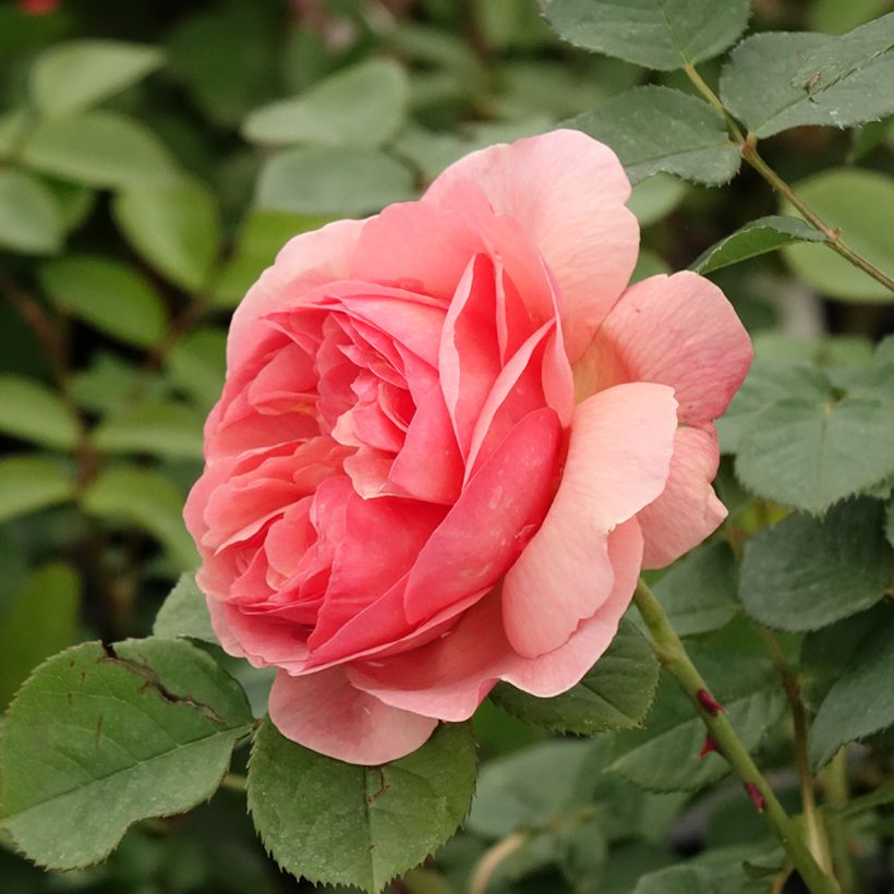 Rosa Park Abbey Rose - Trosroos (Bloei)