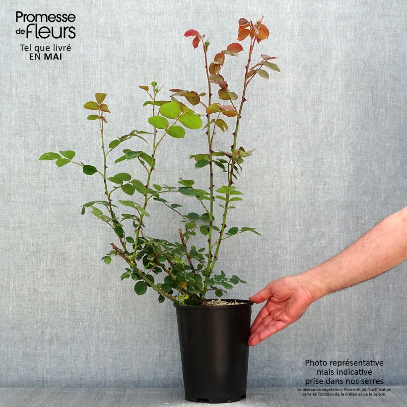 Example of Rosa Park Abbey Rose - Trosroos Pot van 4 l/5 l as you get in printemps