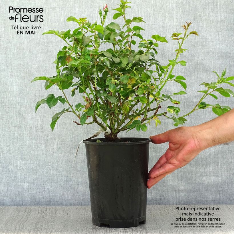 Example of Rosa Eyes on Me - Struikroos Pot van 4 l/5 l as you get in printemps