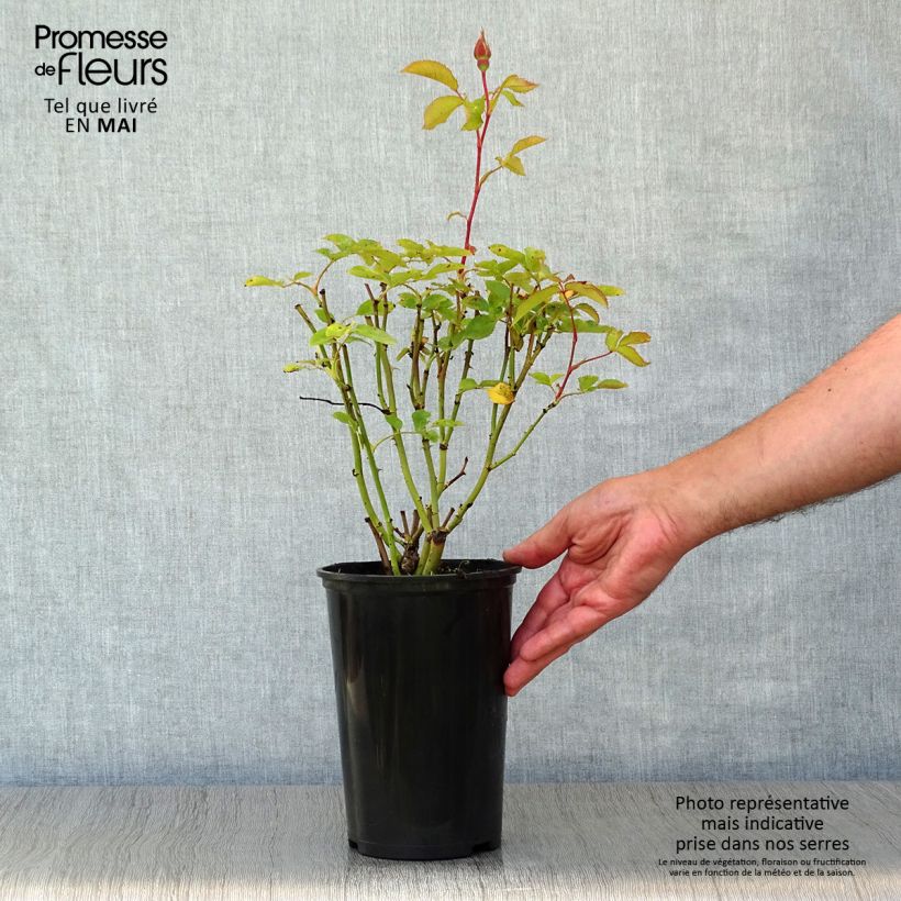 Example of Rosa Pernille Poulsen - Trosroos Pot van 2 l/3 l as you get in printemps