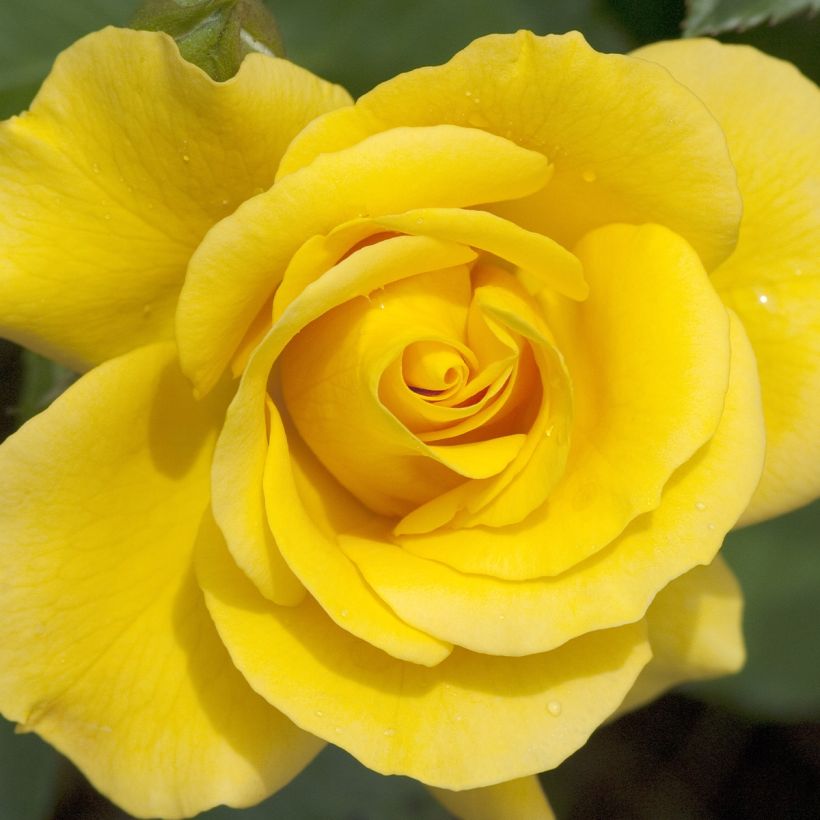 Rosa Picnic (Bio) - Trosroos (Bloei)