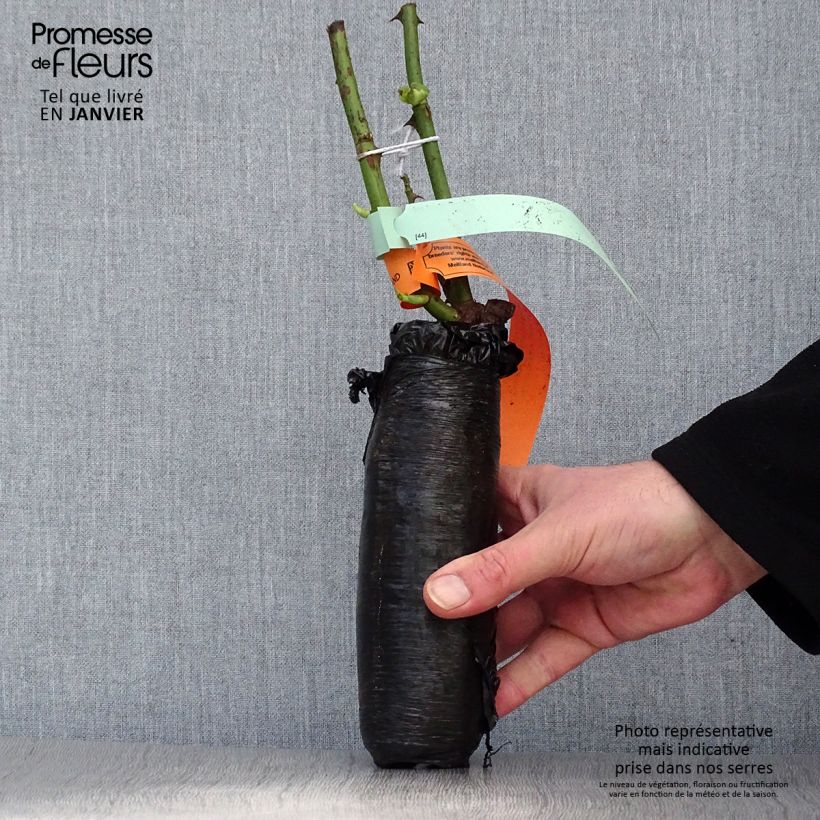 Example of Rosa Pomponella - Trosroos In kluit as you get in hiver