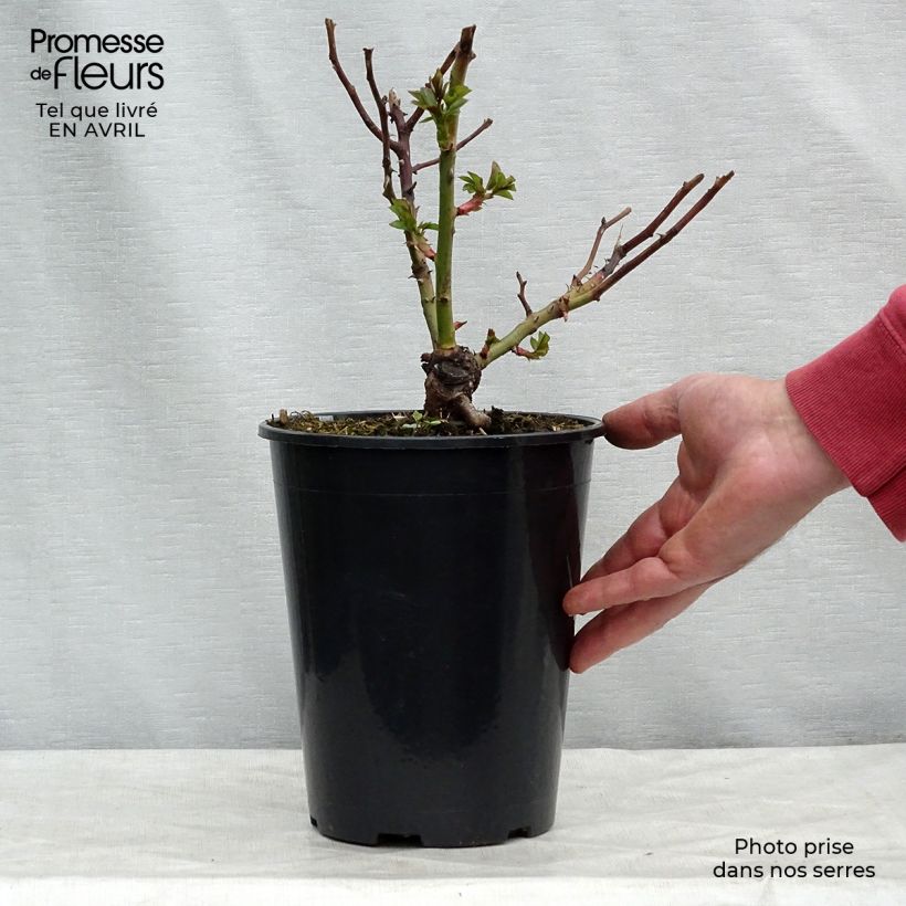 Example of Rosa Pomponella - Trosroos Pot van 4 l/5 l as you get in printemps