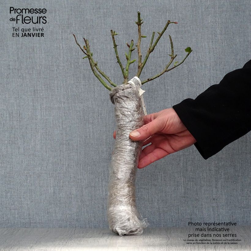 Exemplaar van Rosa Quinte Flush - Trosroos In kluit zoals geleverd in de winter