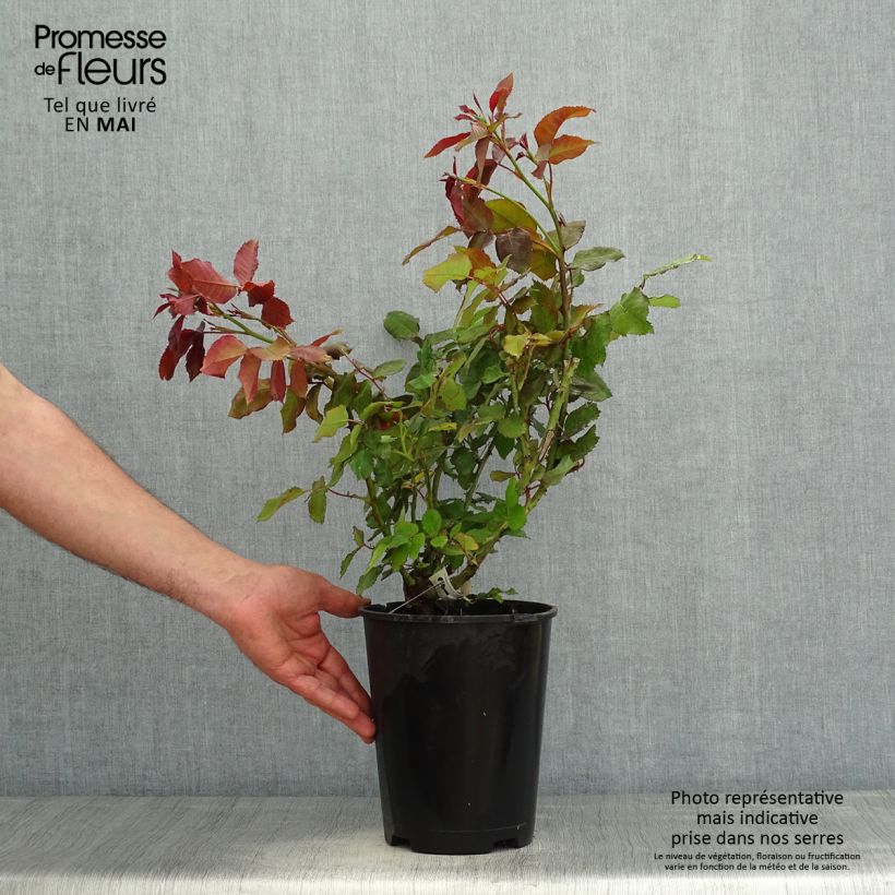 Exemplaar van Rosa Quinte Flush - Trosroos Pot van 4 l/5 l zoals geleverd in de lente