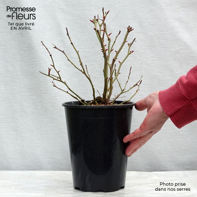 Exemplaar van Rosa Schöne Koblenzerin - Trosroos Pot van 2 l/3 l zoals geleverd in de lente