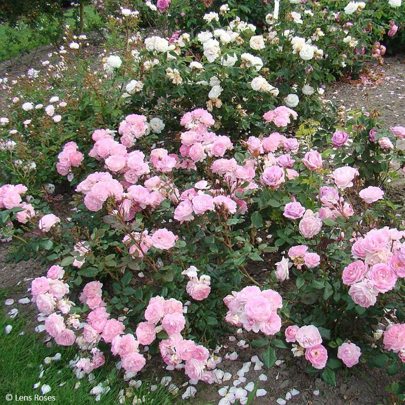 Rosa Sourire de Sylvie - Trosroos (Groeiplaats)