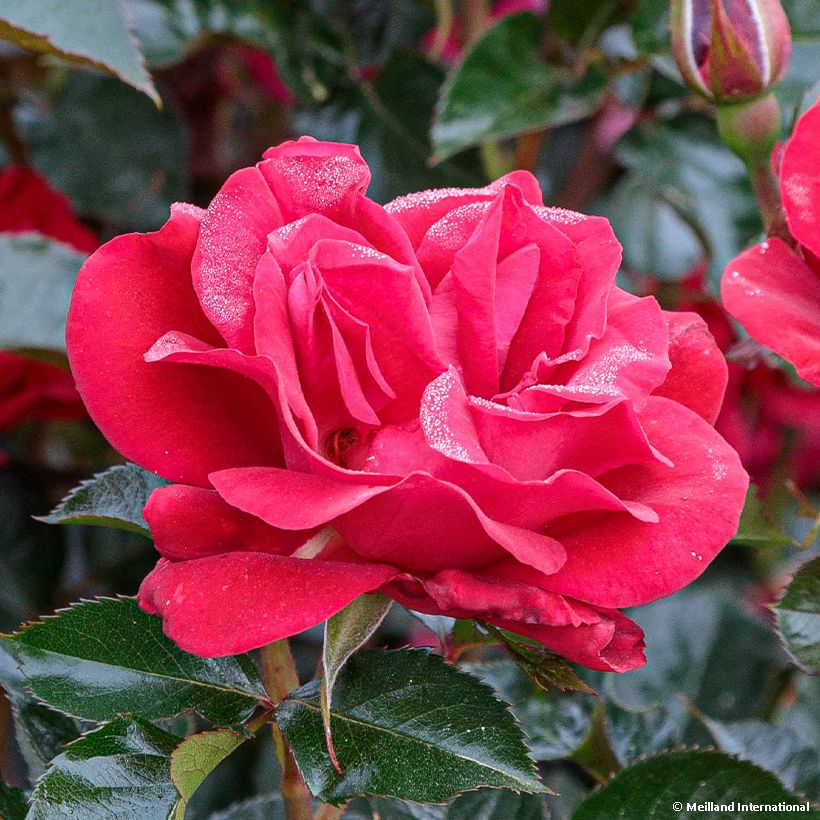 Rosa Rose du CICR - Trosroos (Bloei)