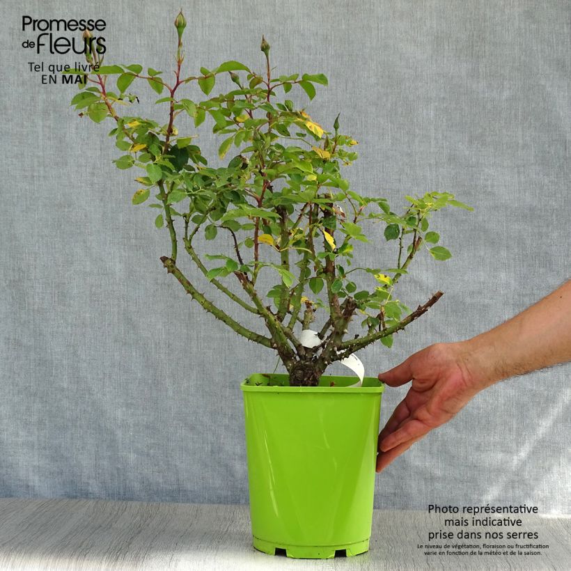 Example of Rosa Sylvie Vartan - Trosroos Pot van 4 l/5 l as you get in printemps