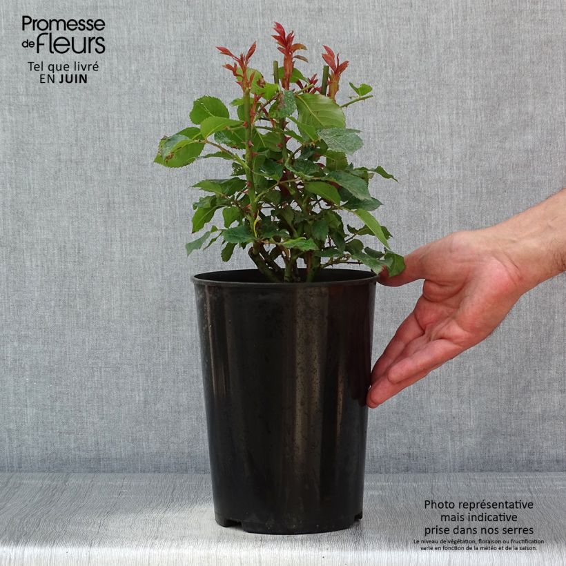 Exemplaar van Rosa Tobago - Trosroos Pot van 4 l/5 l zoals geleverd in de lente