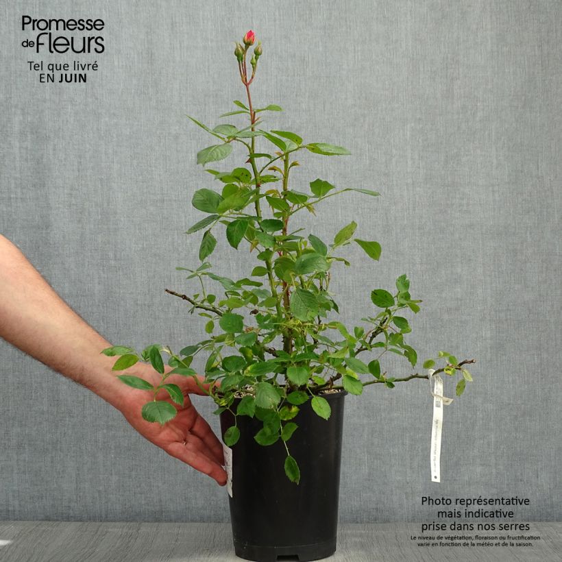 Example of Rosa Utopia - Trosroos Pot van 3 l/4 l as you get in printemps