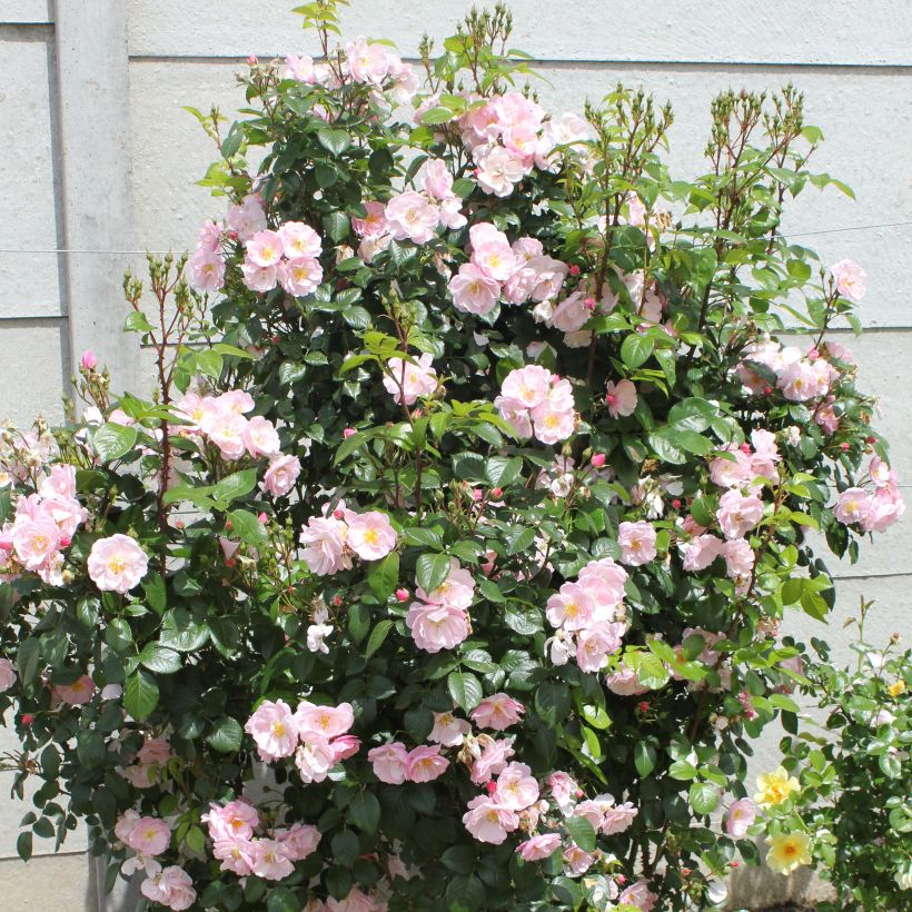 Rosa Utopia - Trosroos (Plant habit)