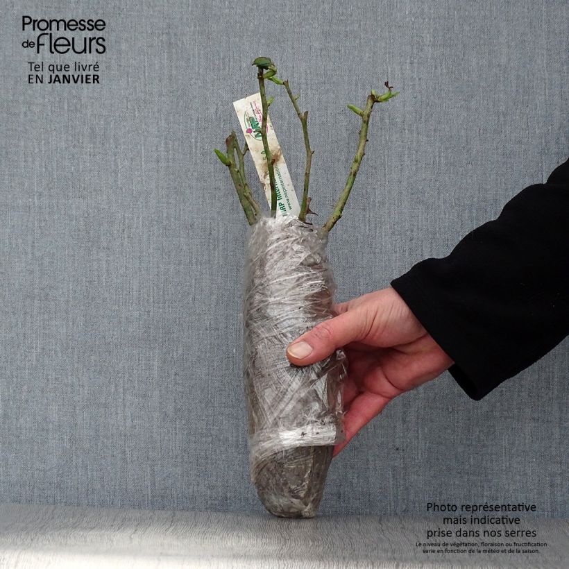 Exemplaar van Rosa You're Beautiful - Trosroos In kluit zoals geleverd in de winter