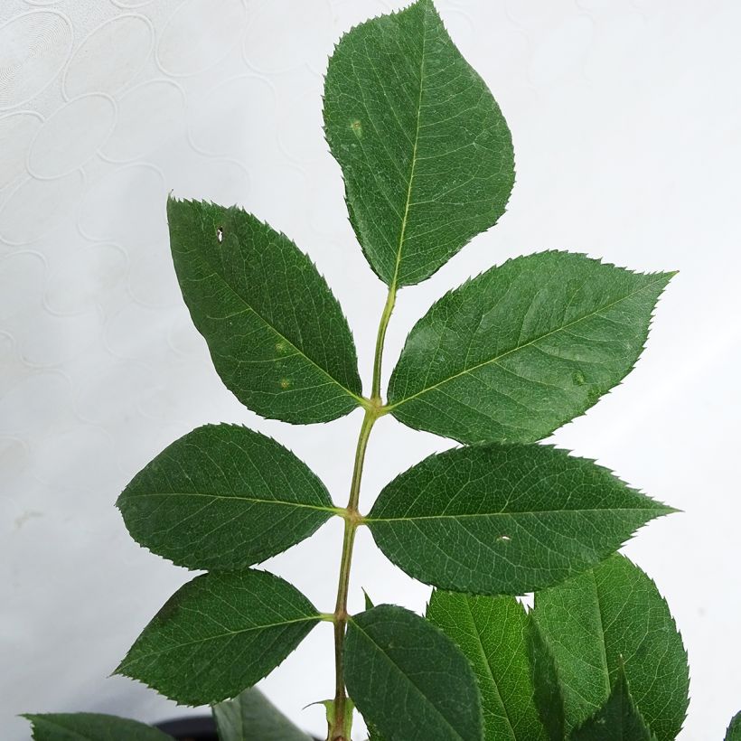 Rosa You're Beautiful - Trosroos (Blad)