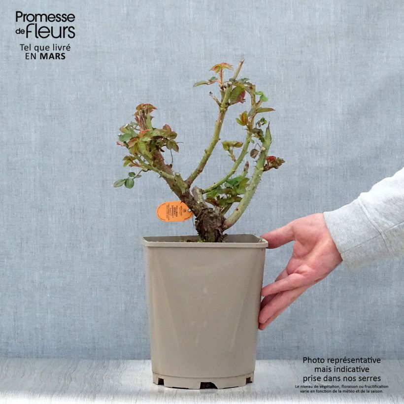 Example of Rosa Pullman Orient Express - Grootbloemige roos Pot van 4 l/5 l as you get in printemps