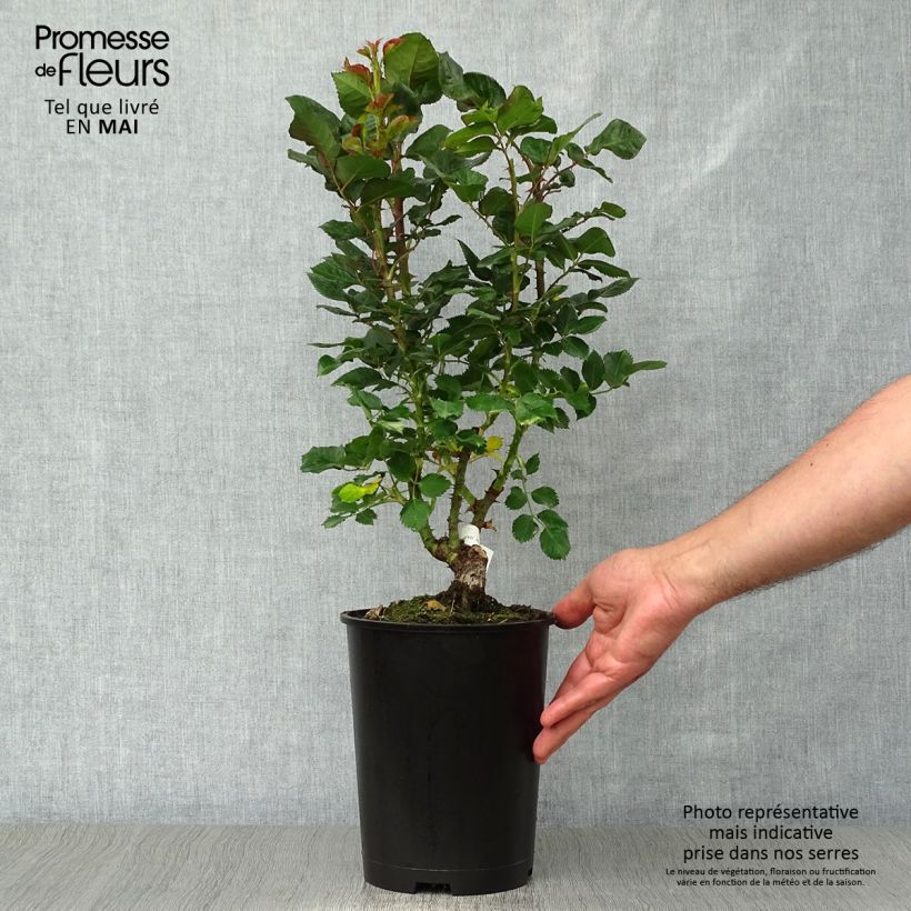 Exemplaar van Rosa Agnès B - Grootbloemige roos Pot van 4 l/5 l zoals geleverd in de lente