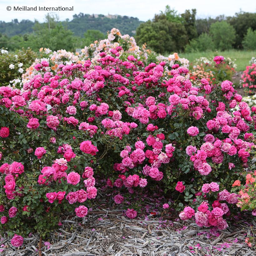 Rosa ALEXANDRE ASTIER - Grootbloemige roos (Groeiplaats)