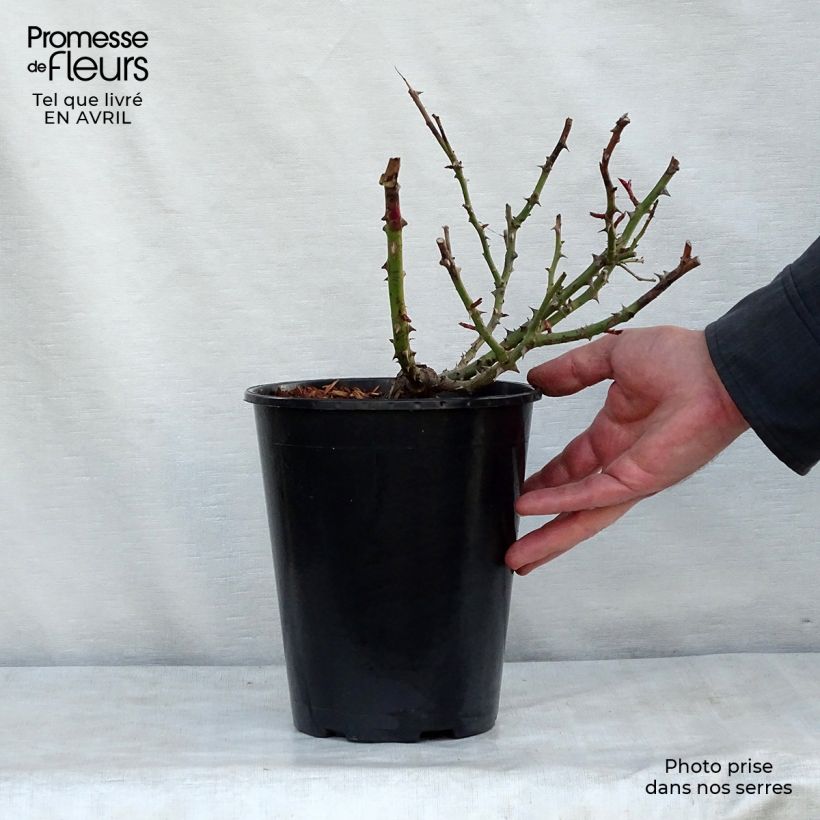 Example of Rosa Alissar Princess of Phoenicia - Struikroos Pot van 4 l/5 l as you get in printemps